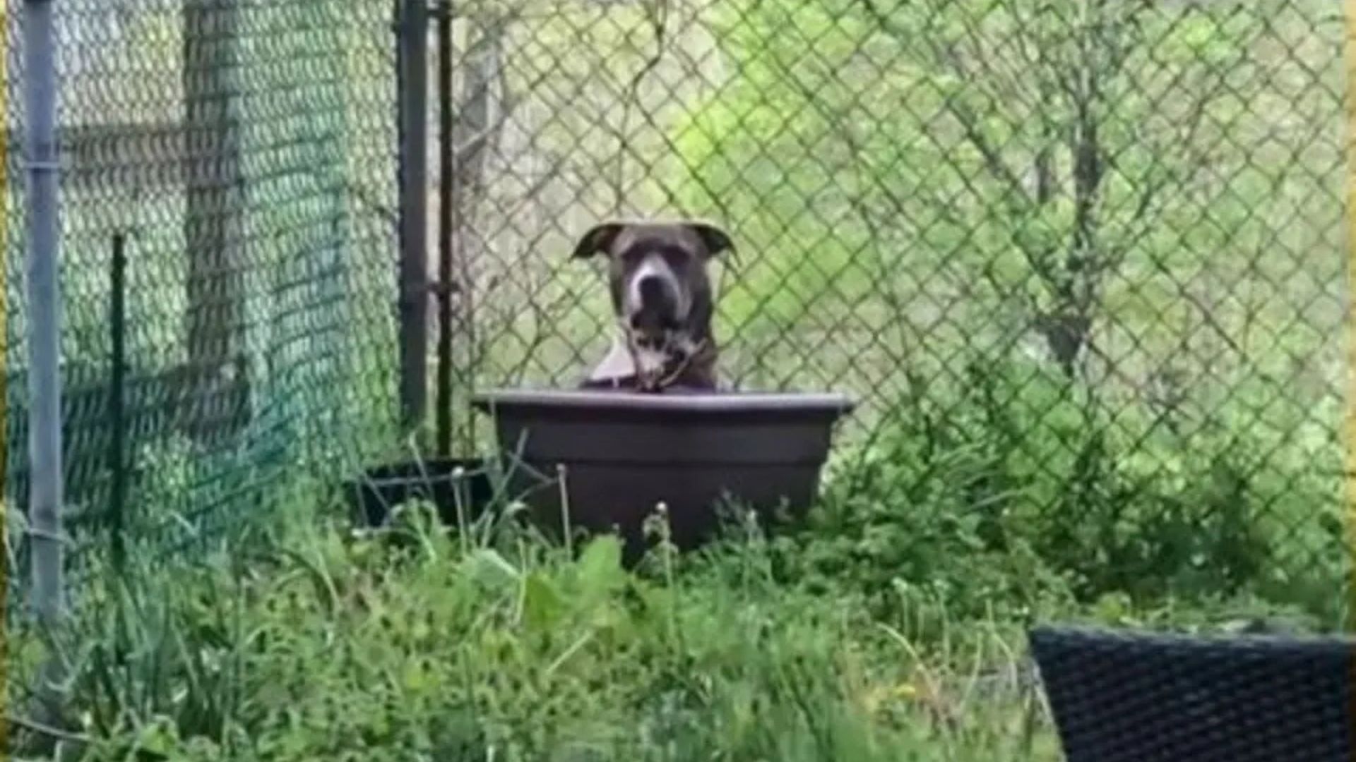 New York Pit Bull Abandoned In A Yard Waits For Someone To Show Her Kindness