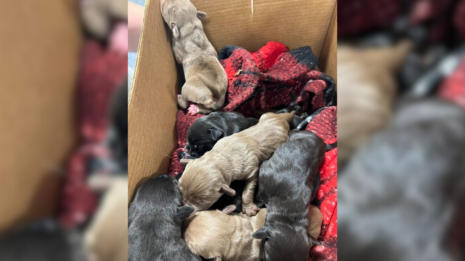 New York Resident’s Quick Action Saves Nine Innocent Puppies Cruelly Thrown From A Car