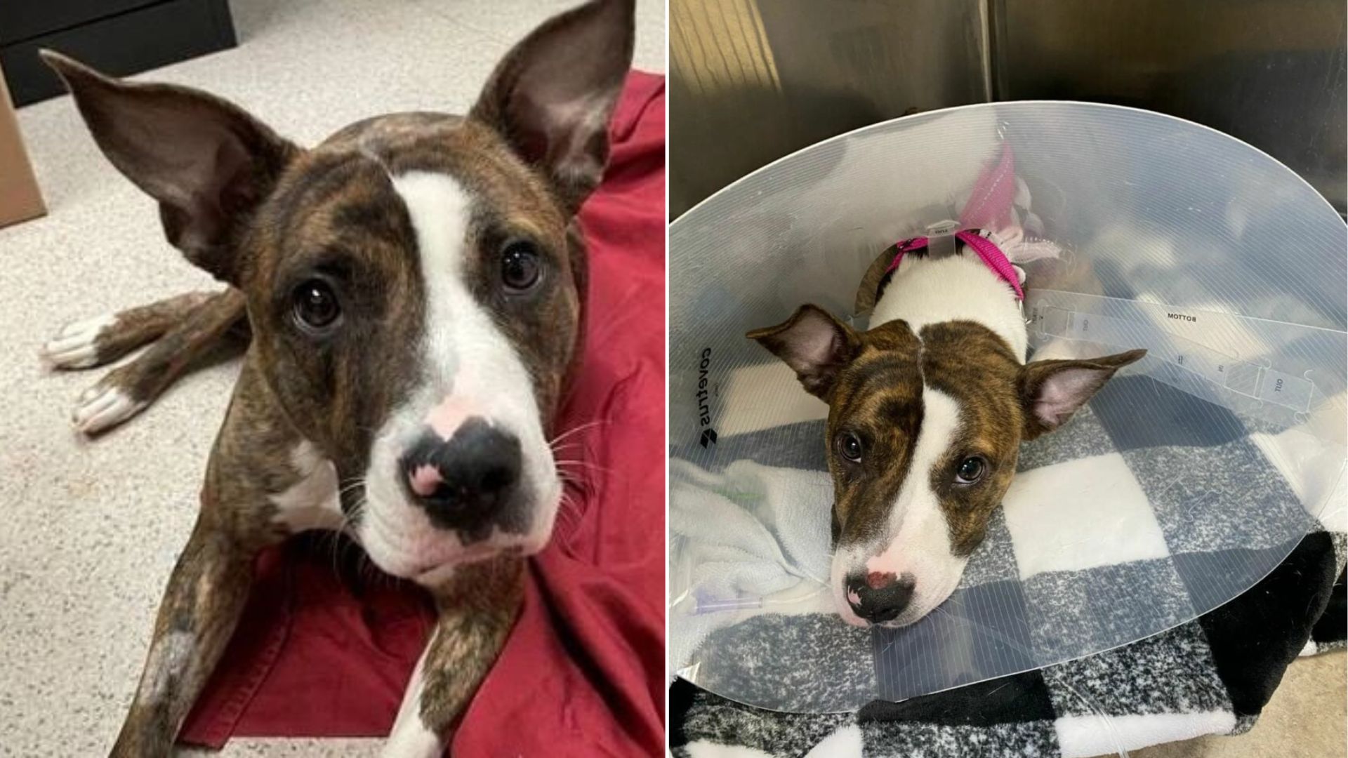 injured dog