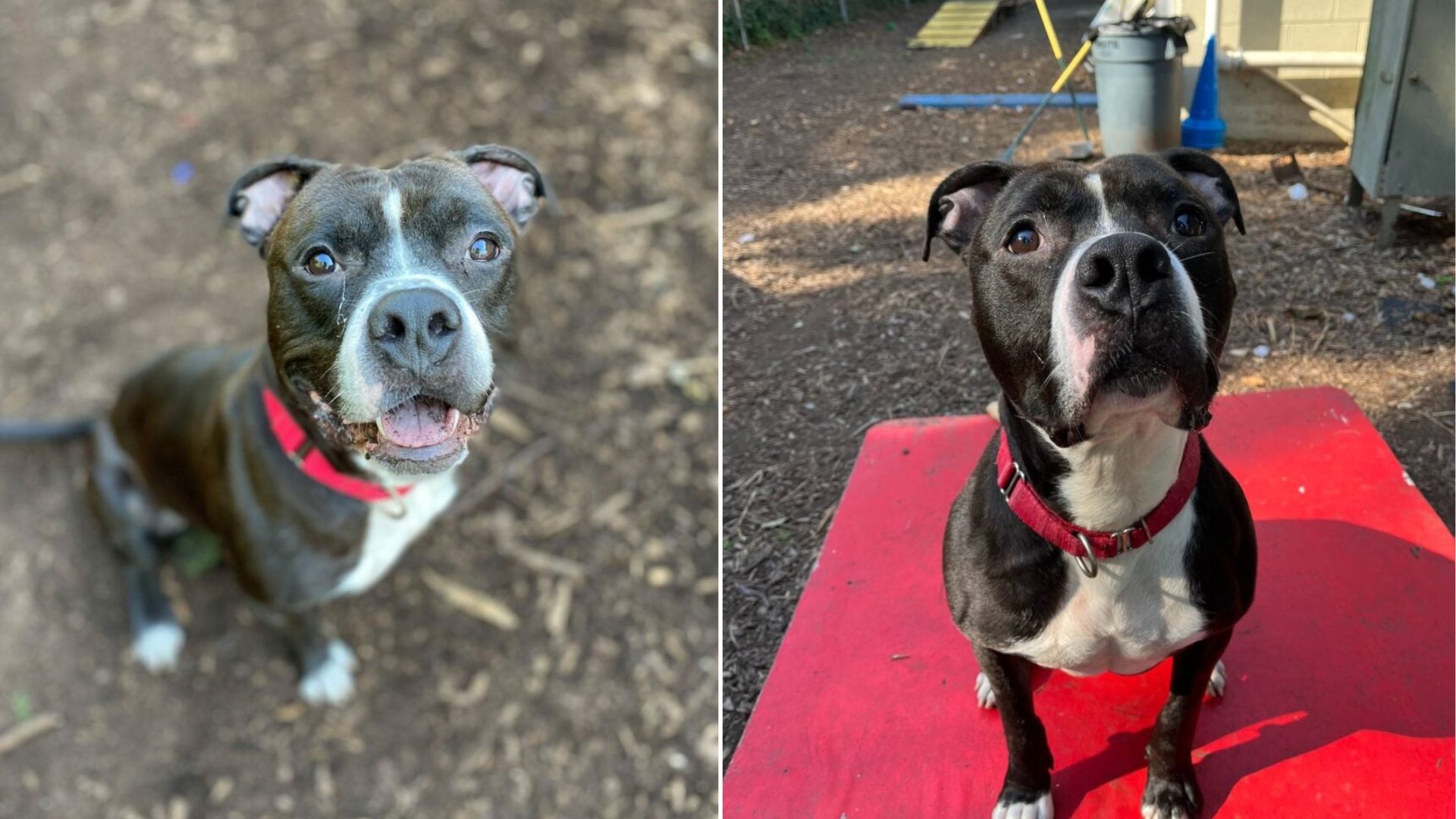 shelter dog