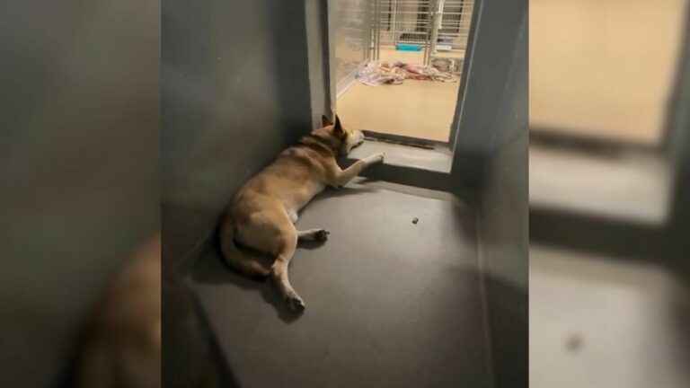 dog laying down