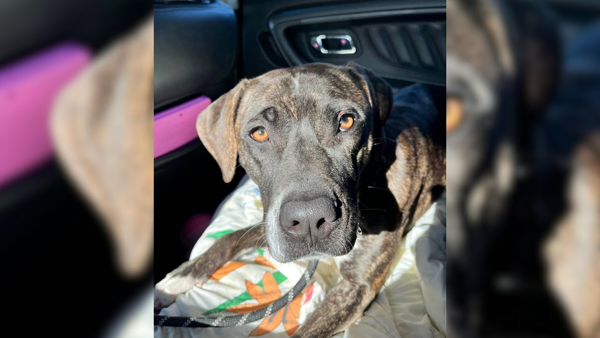 New York Shelter Dog Too Frightened To Move Slowly Learns To Trust Again