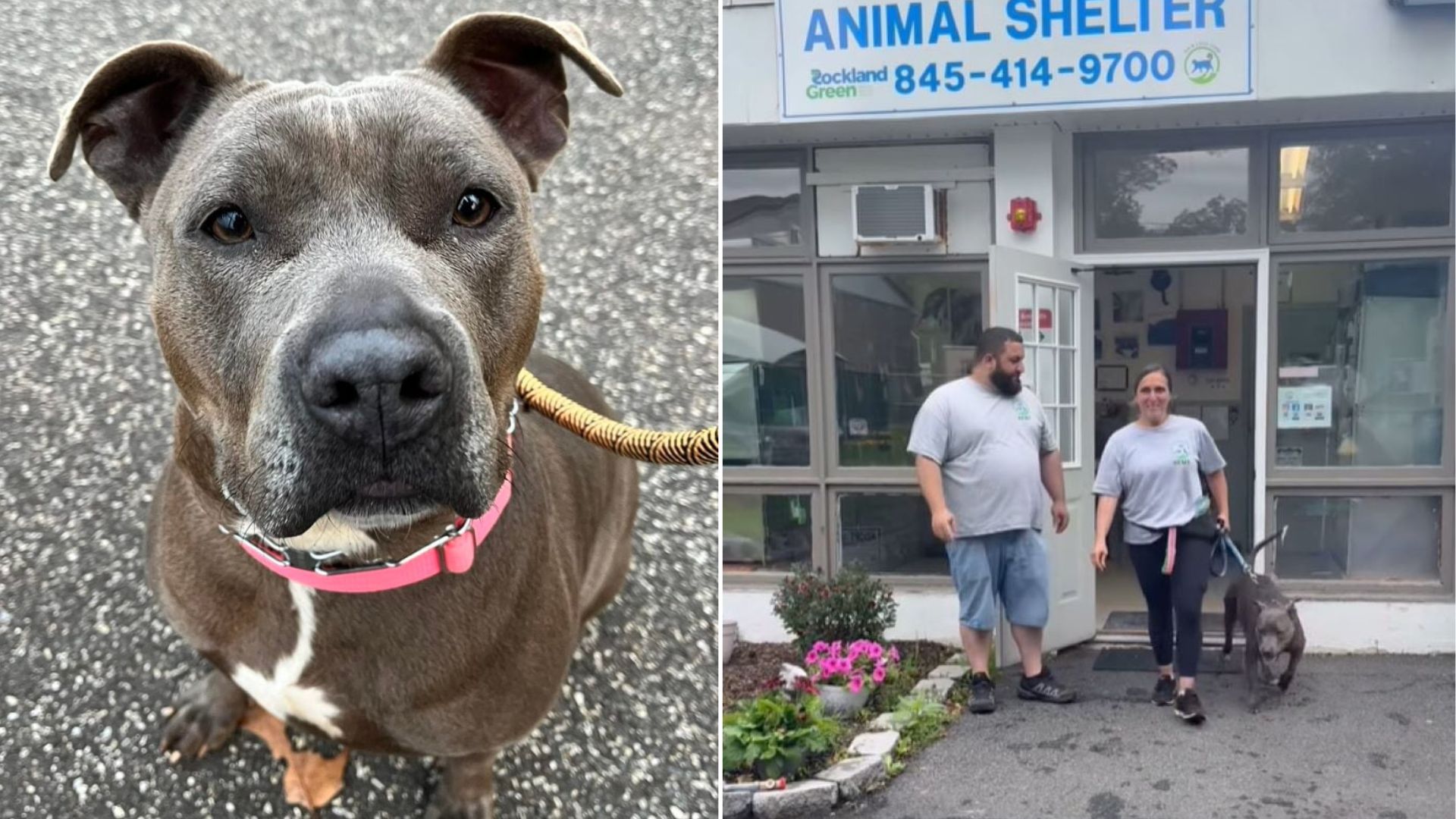 shelter dog