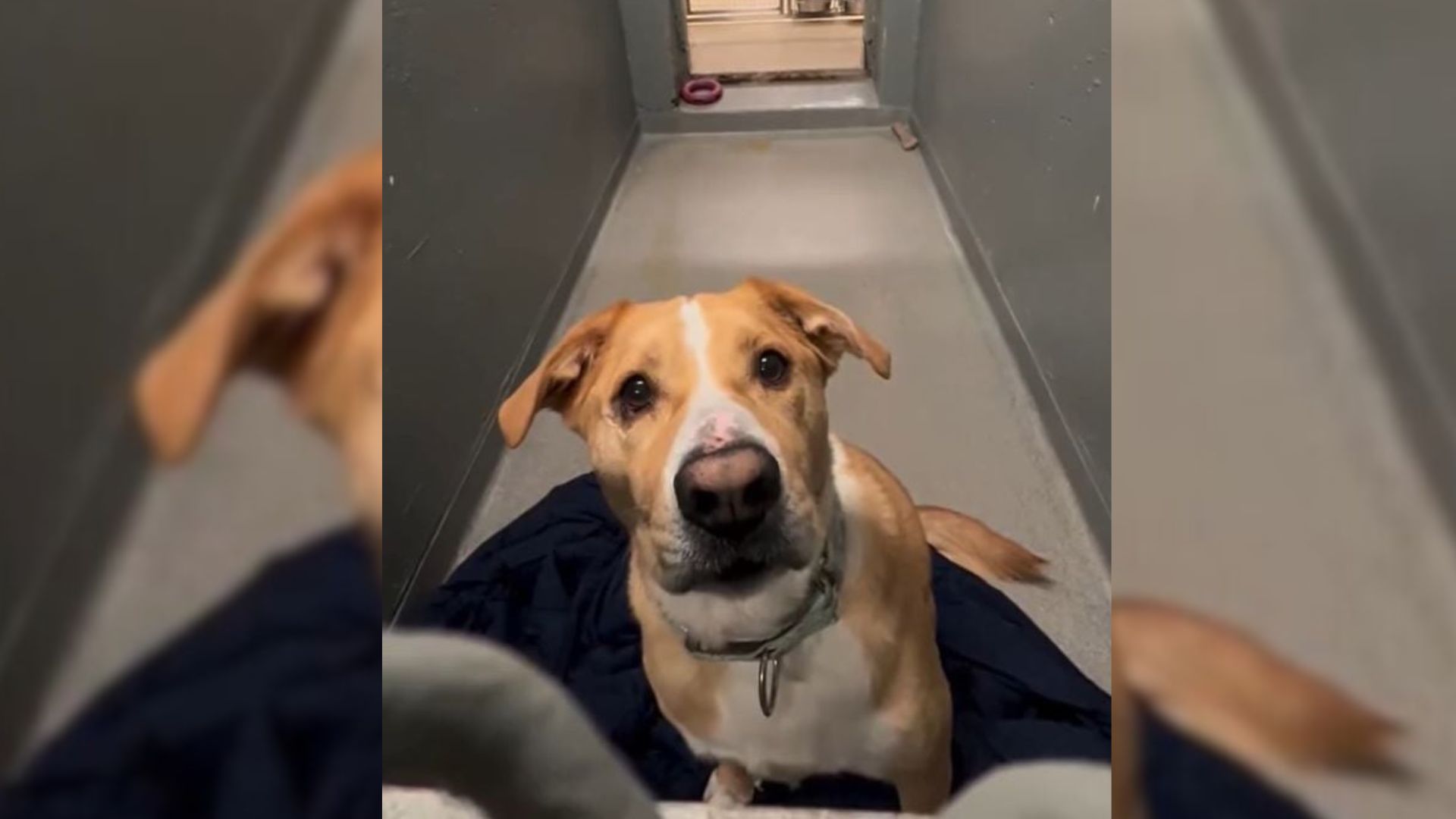 shelter dog