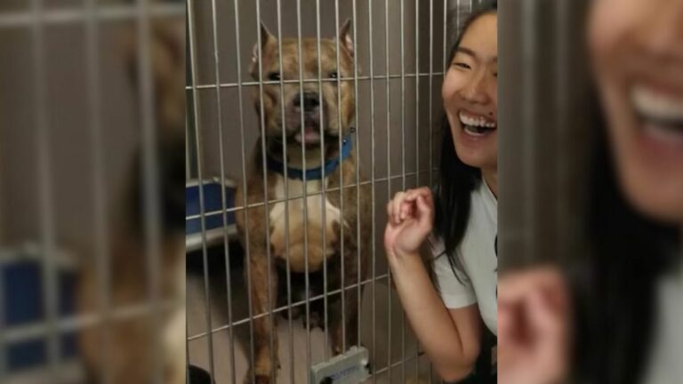 big dog in shelter
