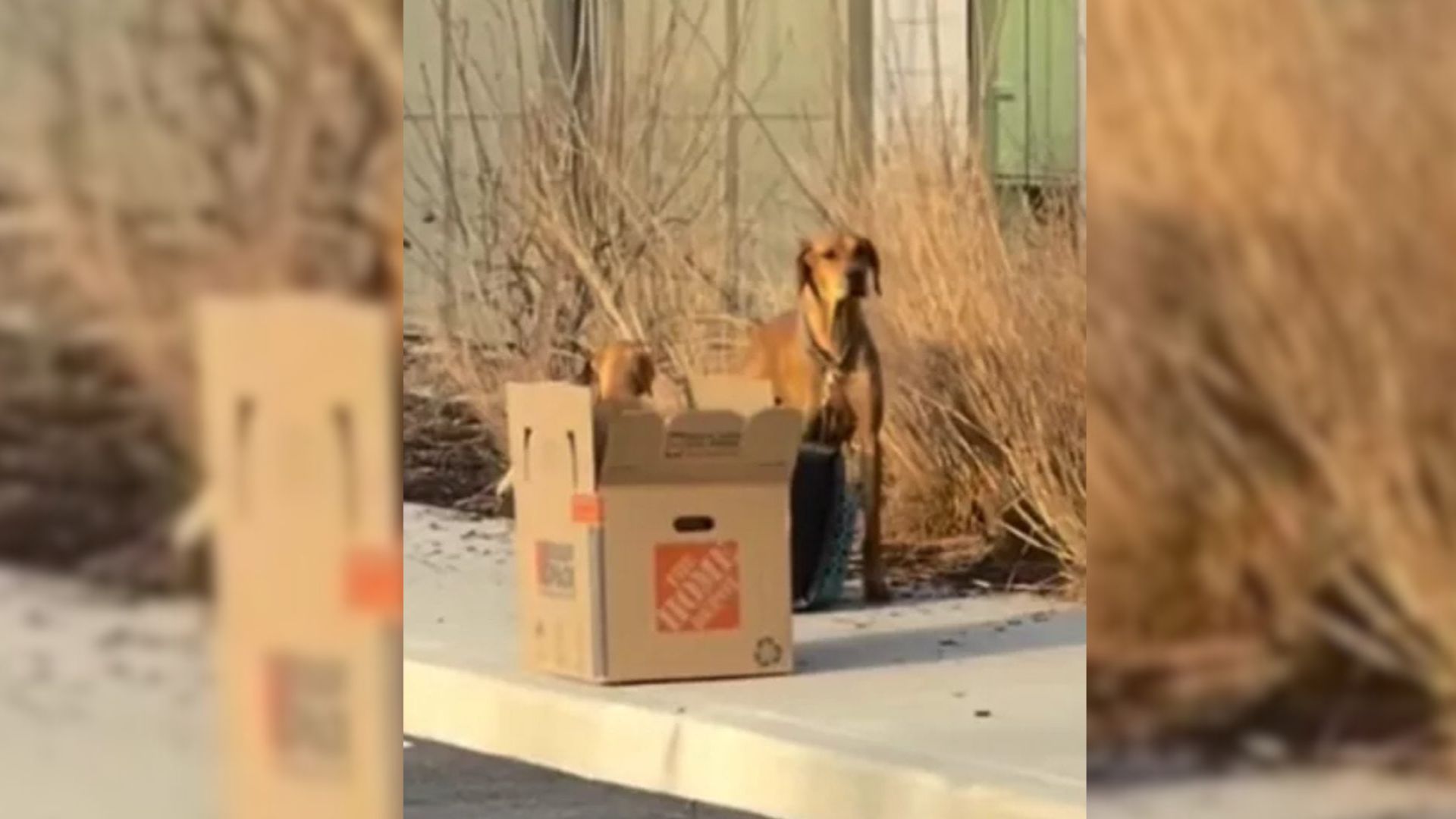 mama dog tied to crate