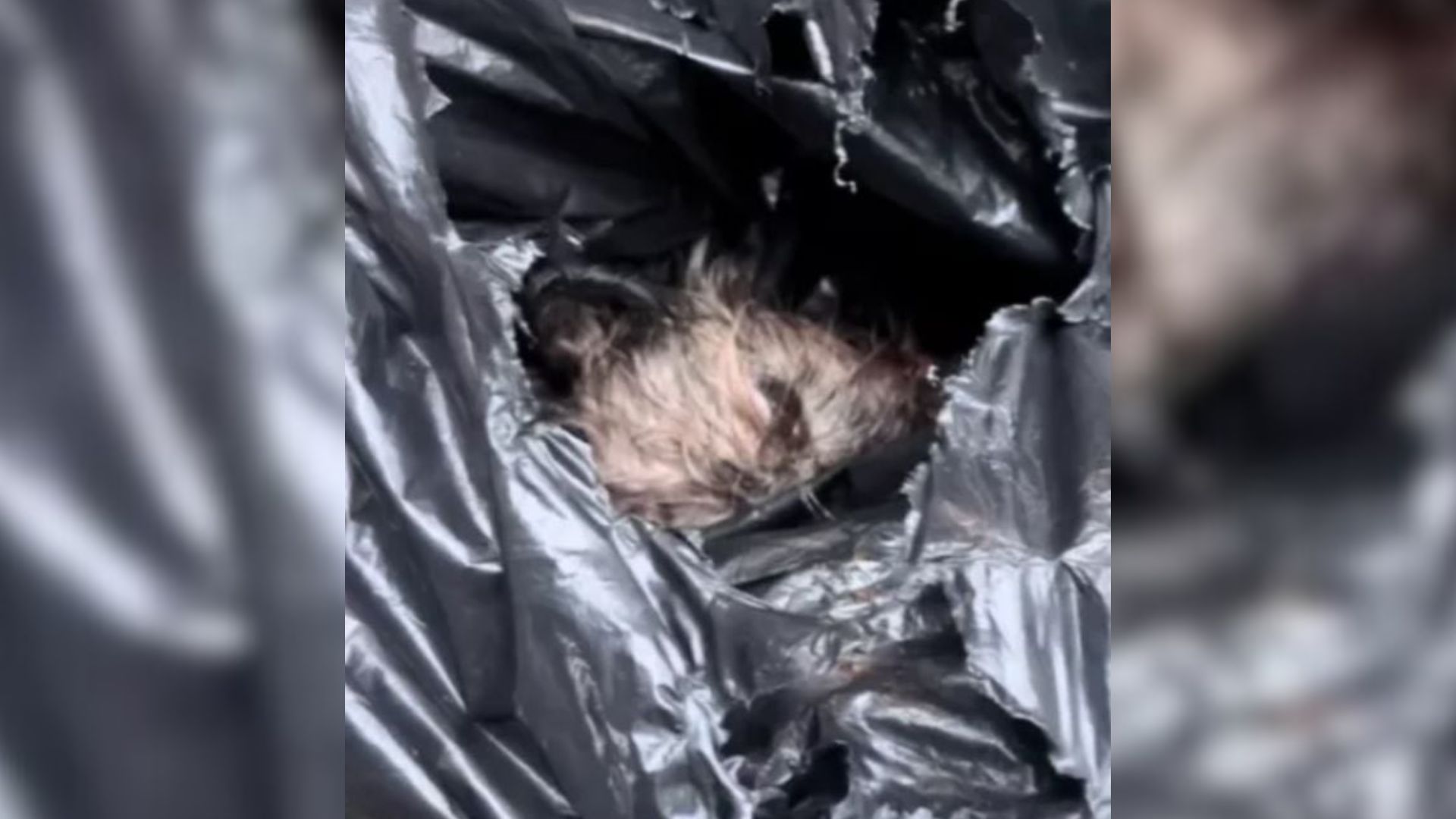 New York Woman Acts Fast When She Finds Injured Dog Tied Up And Left In Trash Bag