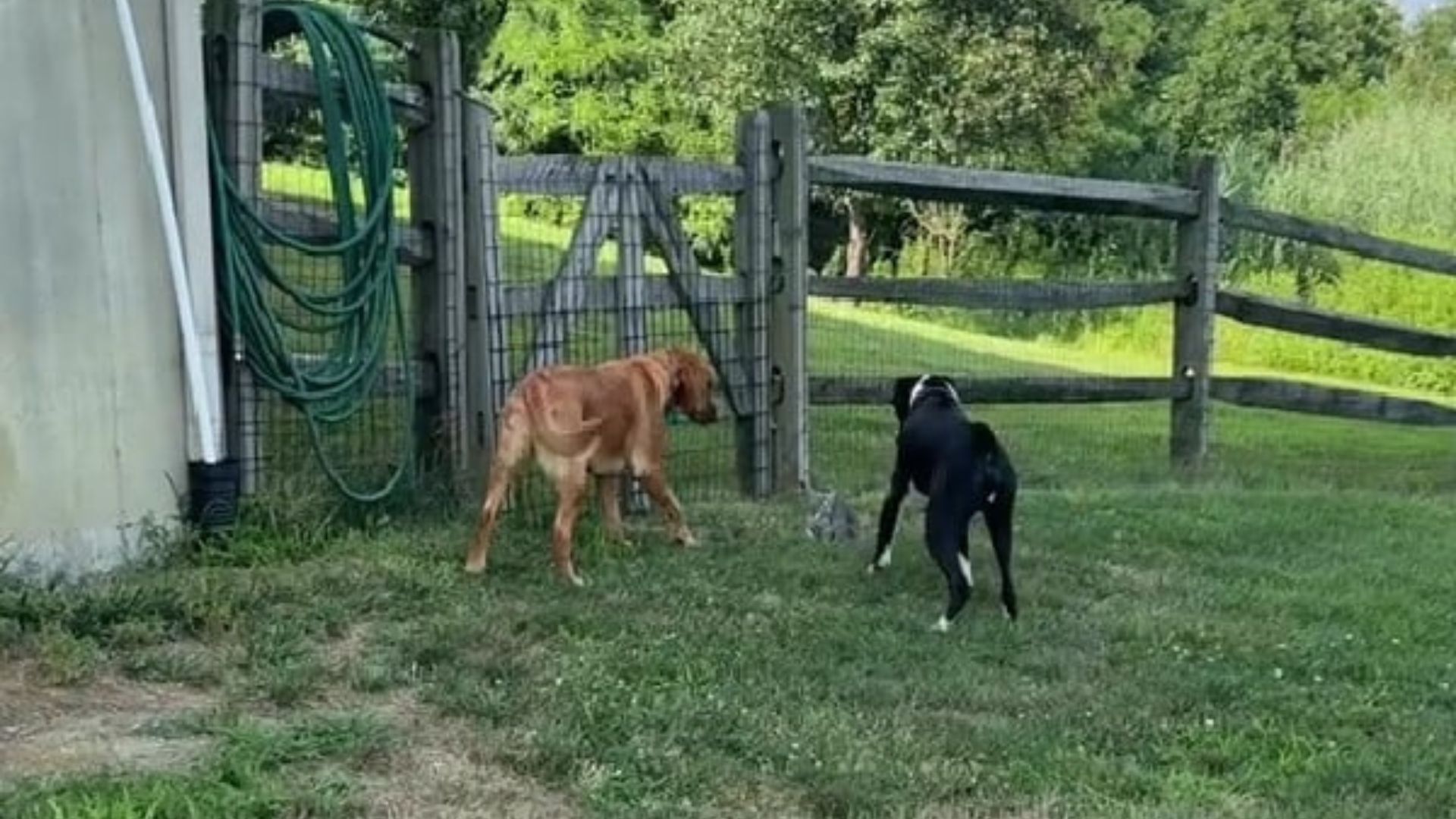 two dogs in the yard