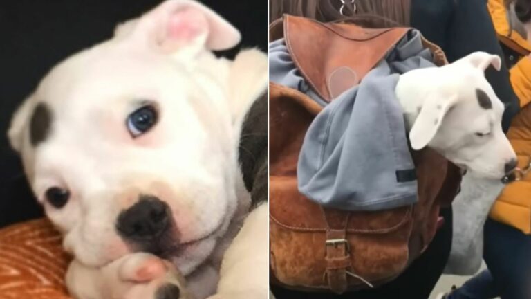 tiny dog