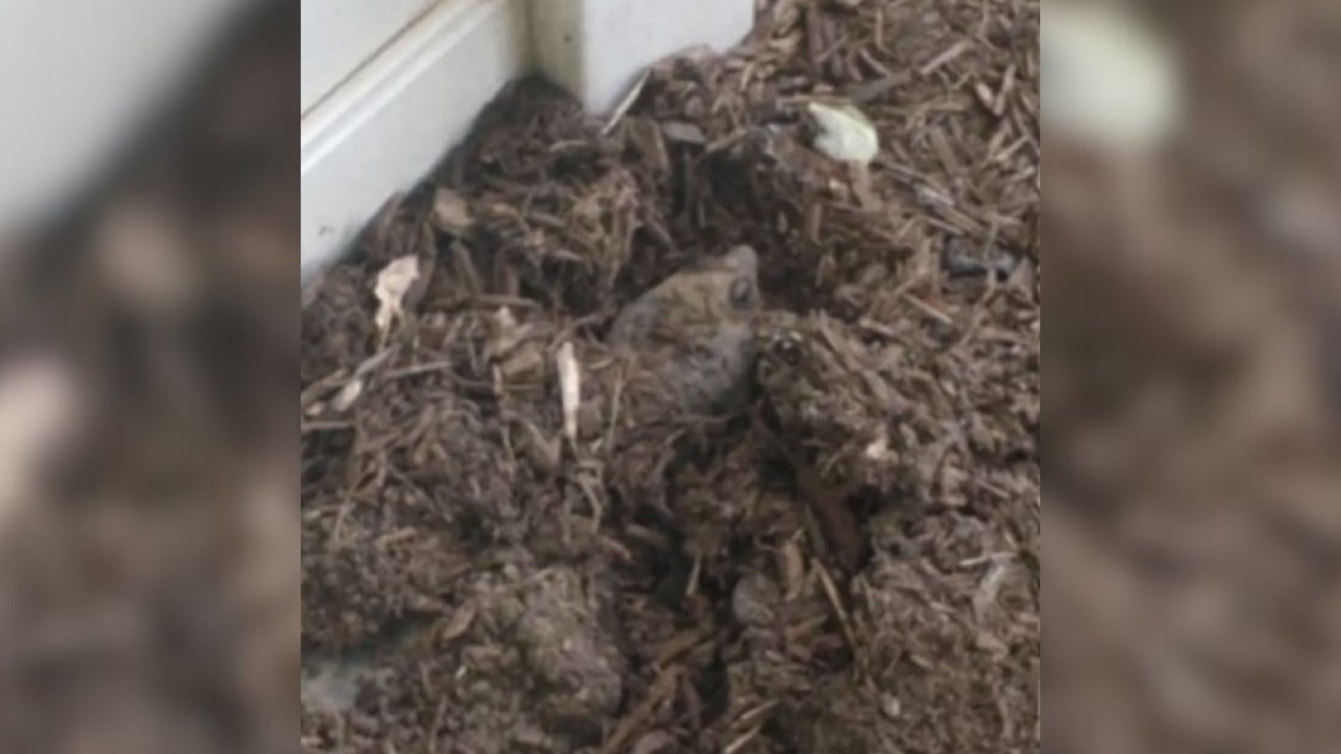 animal in garden