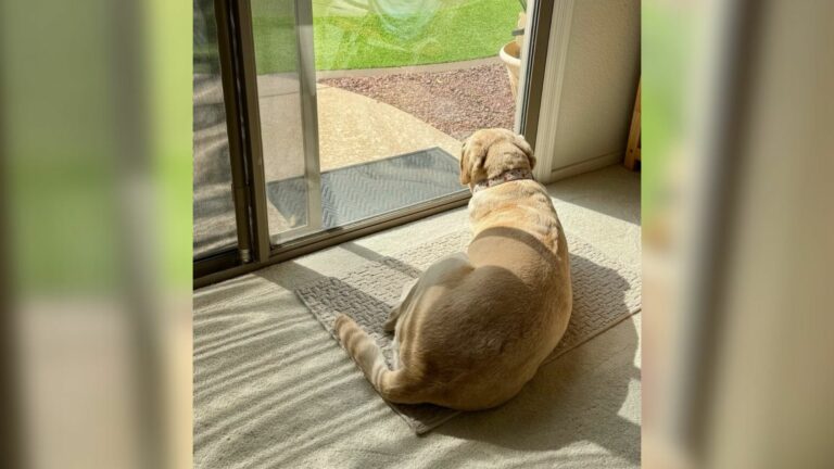 sick dog