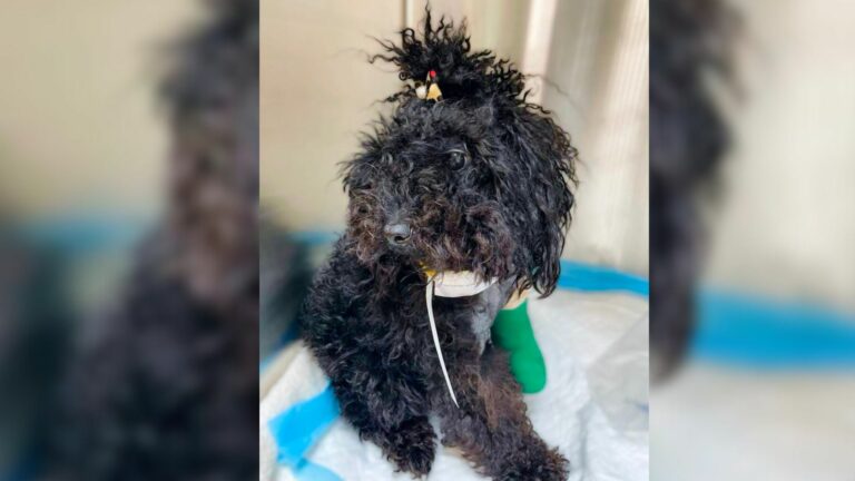 dog with curly hair