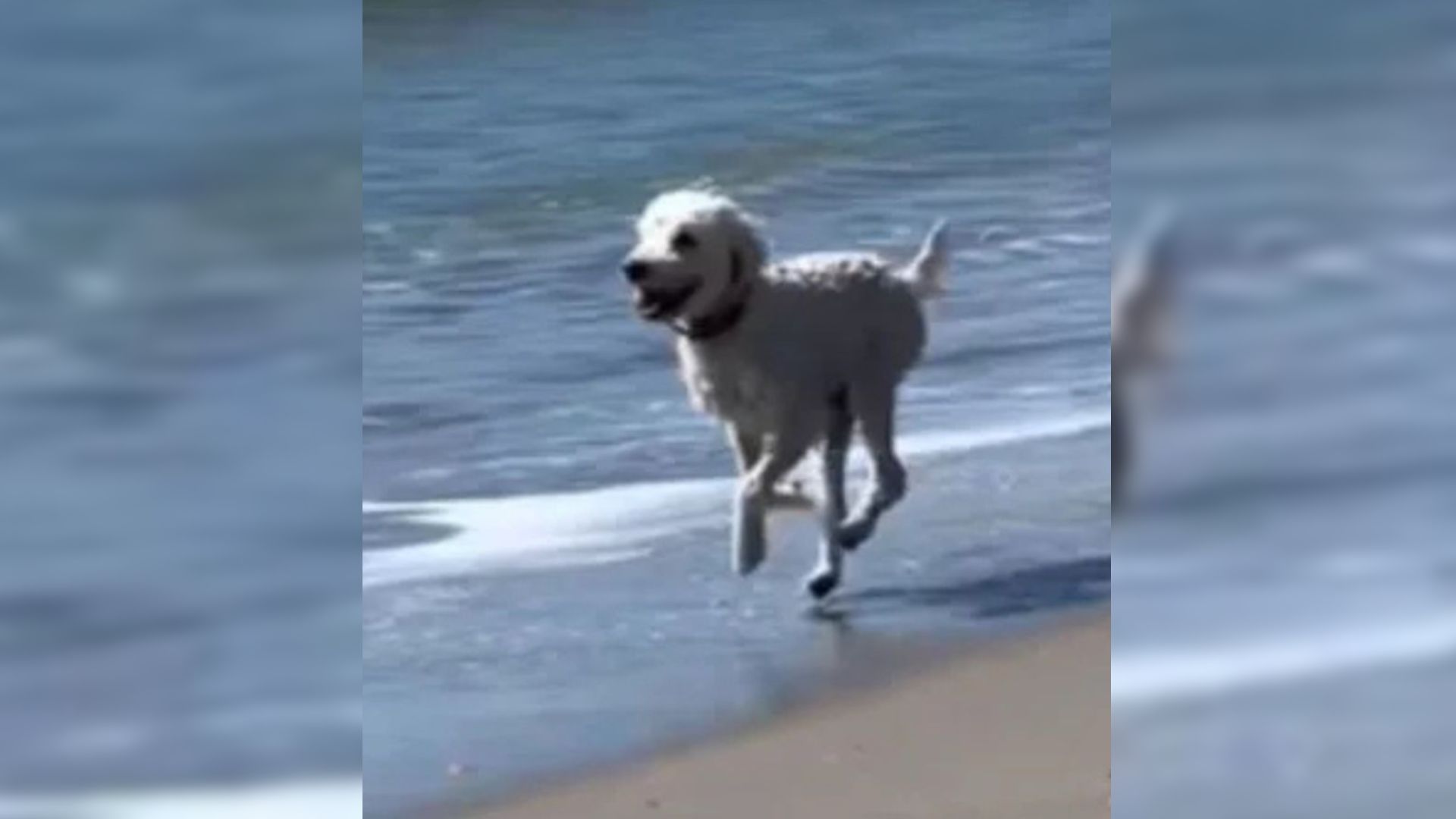 dog running on beach