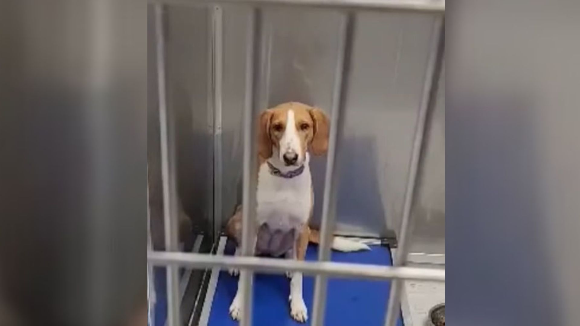 North Carolina Dog’s Journey Through Three Returns Leaves Rescuers Hoping For A Miracle