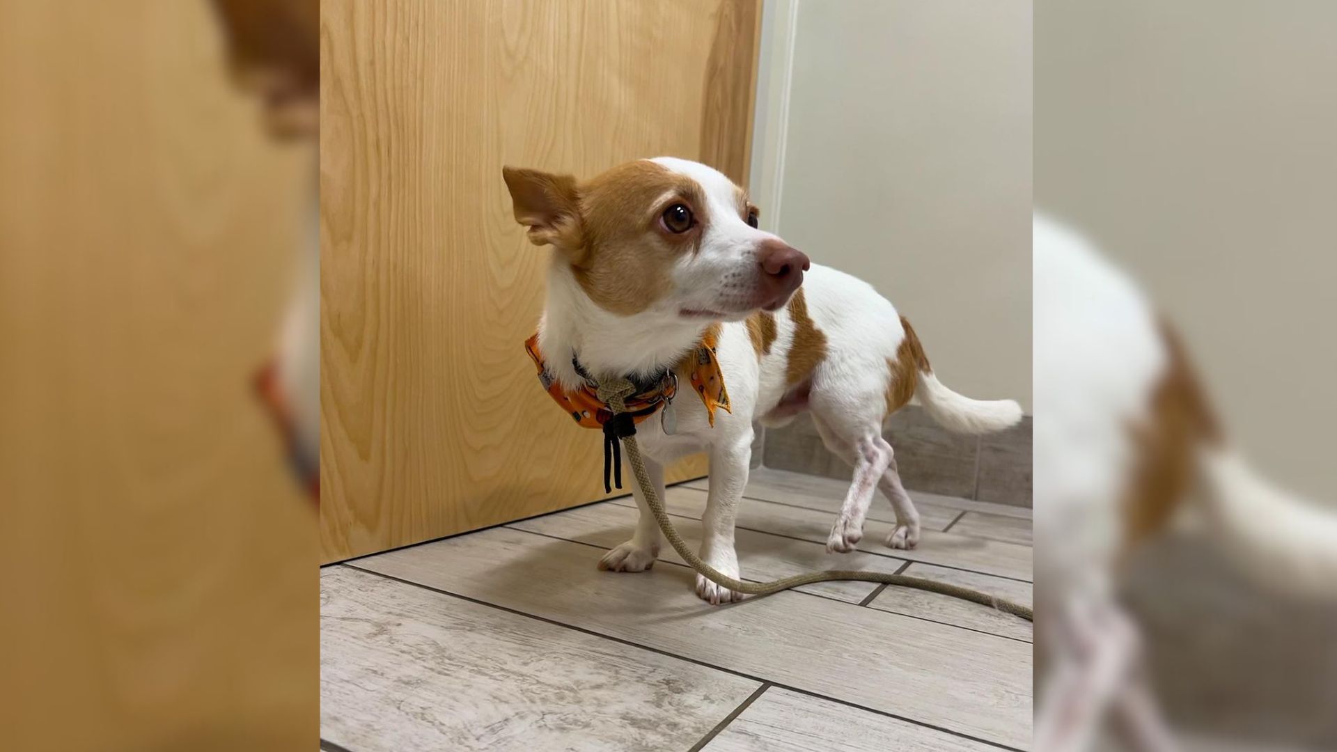 dog at vets