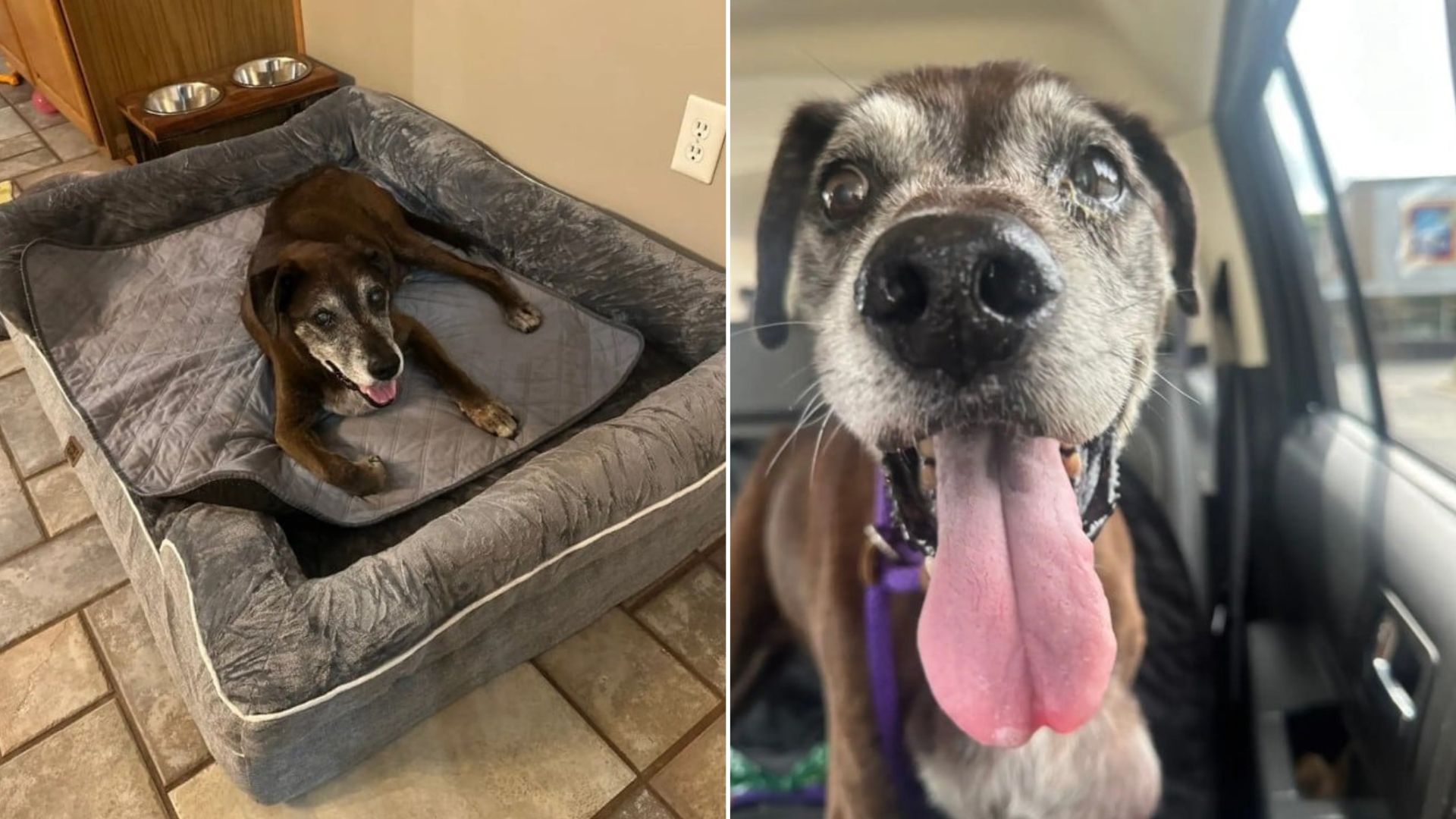 North Carolina Family’s Decision To Surrender Senior Dog Leads To Unexpected Miracle
