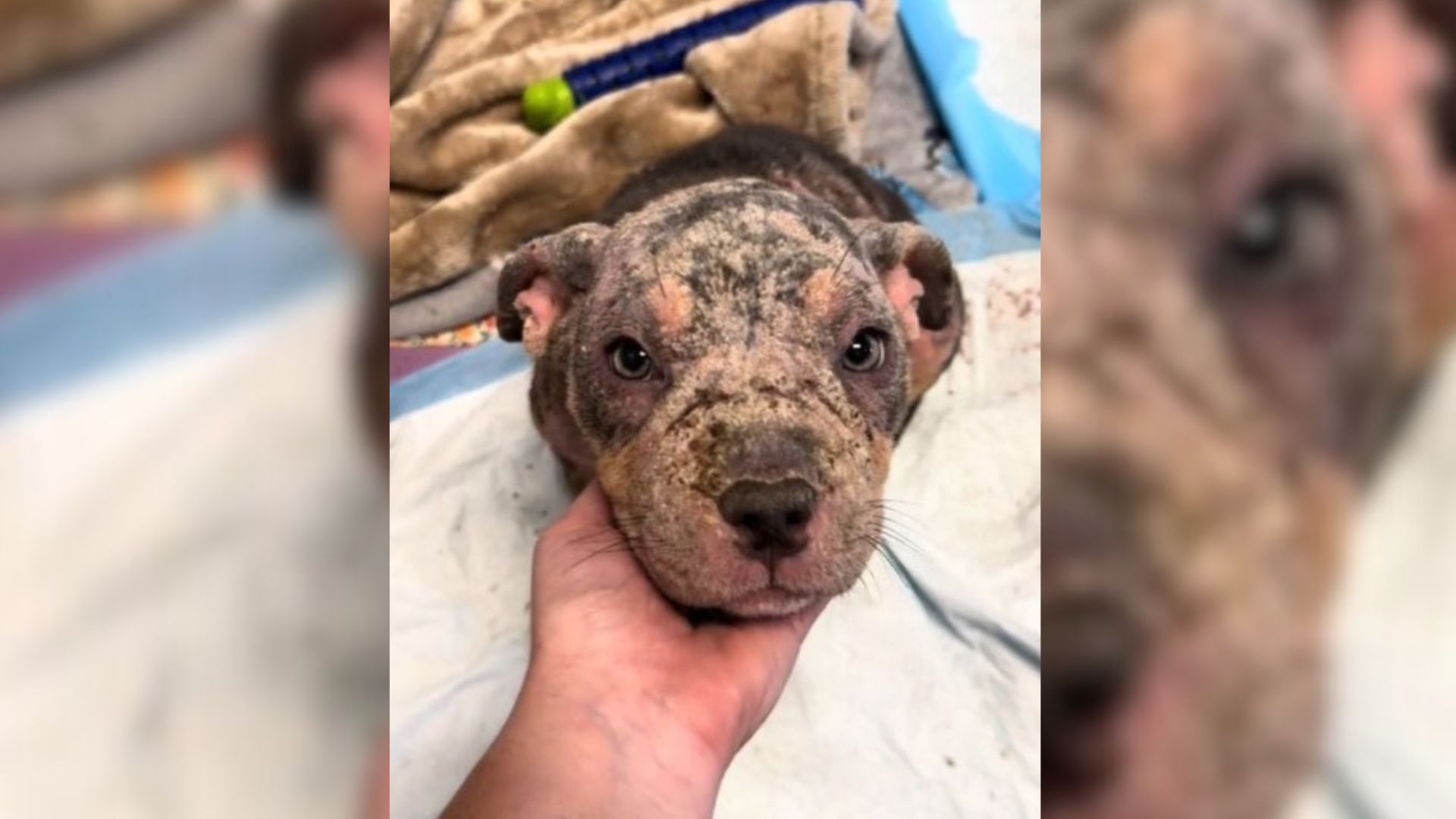 North Carolina Foster Discovers What Happens When She Gives A Mangy Dog Her First Real Bath