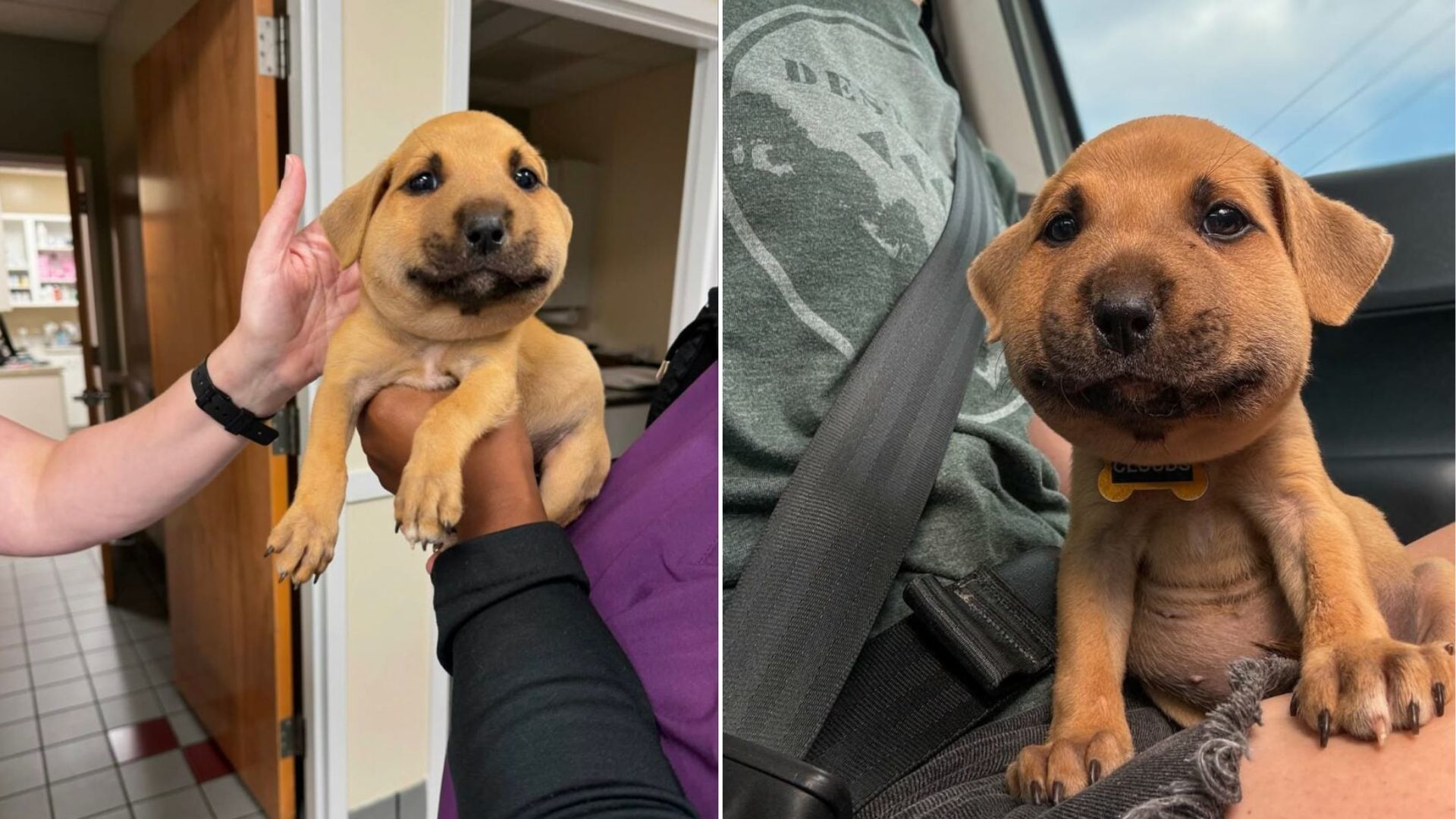 North Carolina Foster Pup’s Outdoor Fun Ends With A Painful Surprise And A Vet Visit