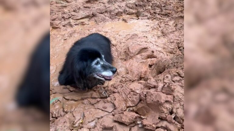 dog in mud