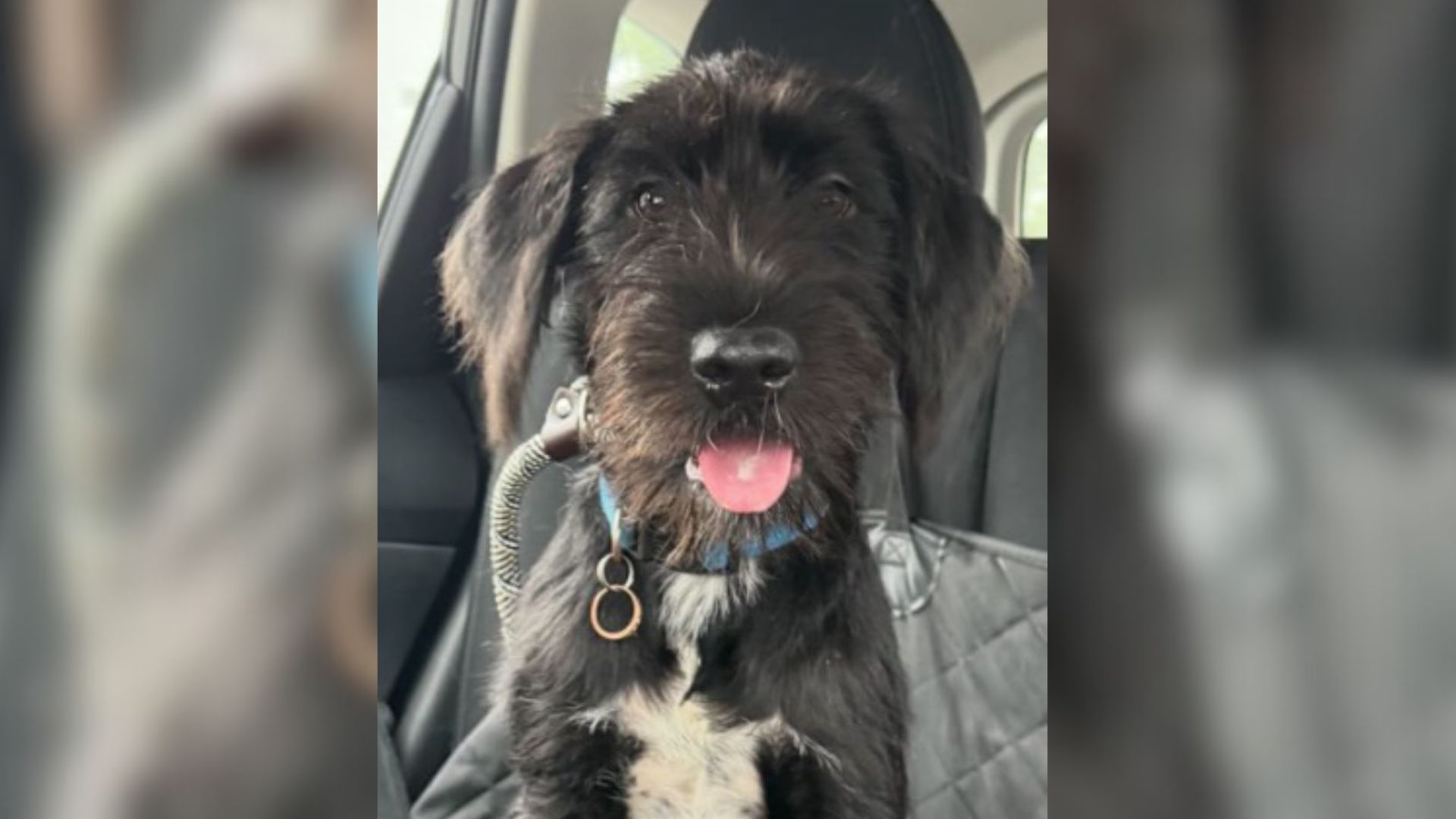 North Carolina Rescue Team Heartbroken Over Dog Surrendered With Wedding Ring Still Around Her Neck