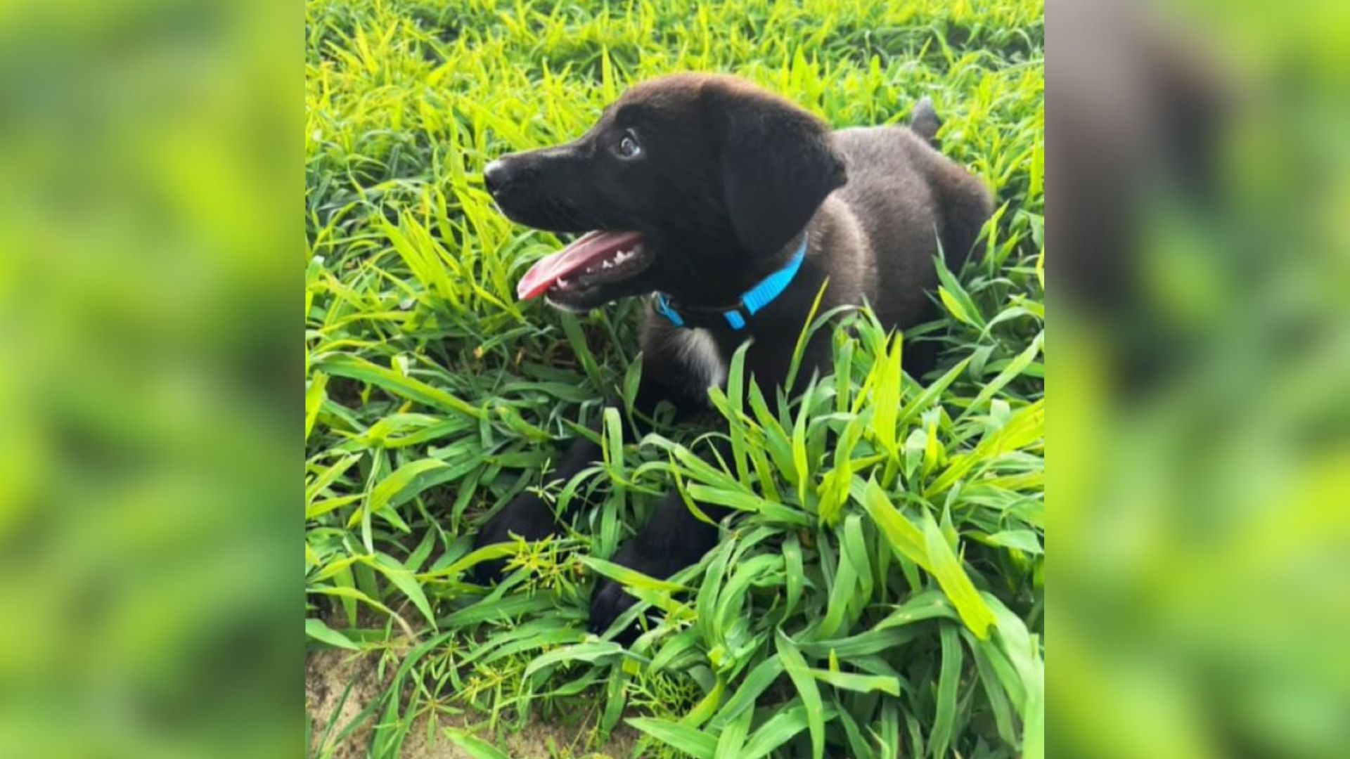 puppy in grass