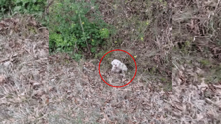 puppy in leaves