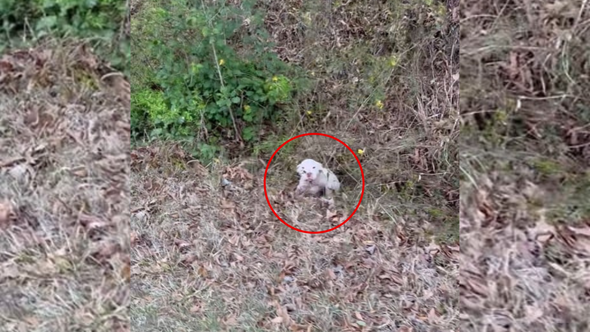 North Carolina Woman Notices Something In A Ditch And Can’t Believe What It Is