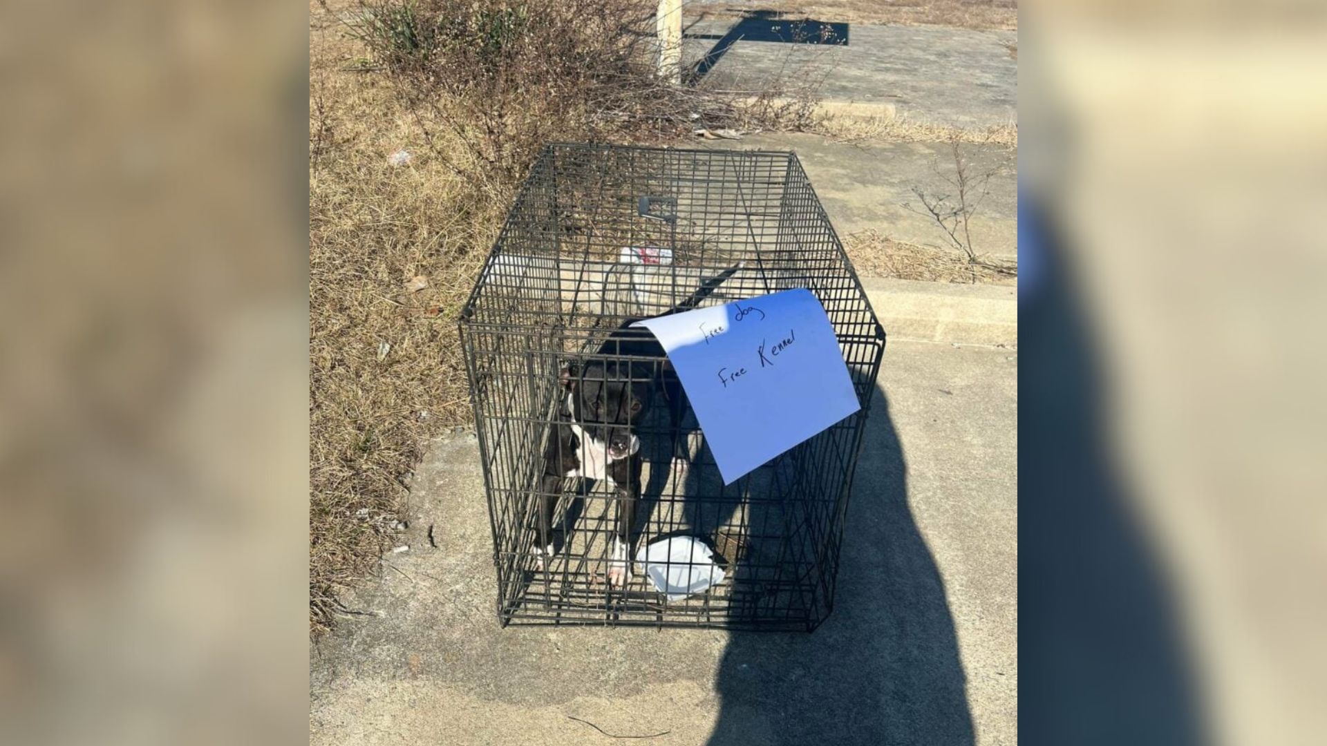 North Carolina Woman Races To Highway After Seeing Post About Dog Left In Kennel With ‘Free’ Sign