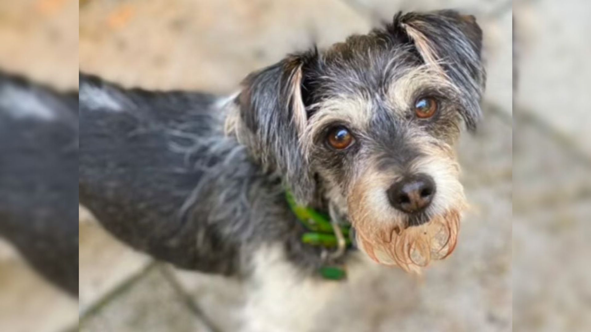 North Carolina Woman Reunites With Lost Dog At Shelter, Then Learns Microchip Doesn’t Match