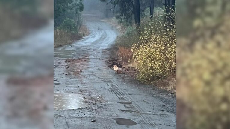 cat on road