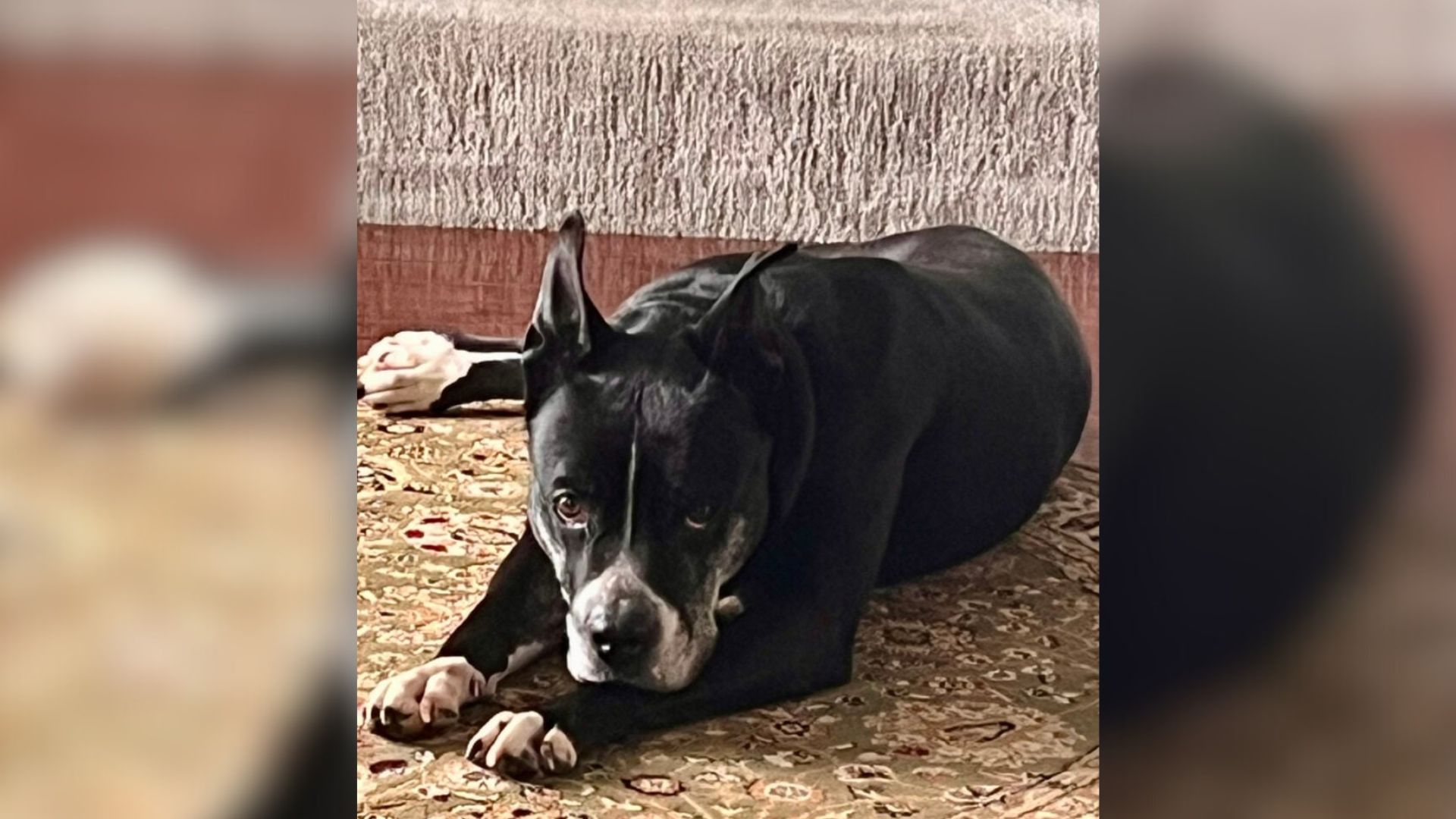 shelter puppy