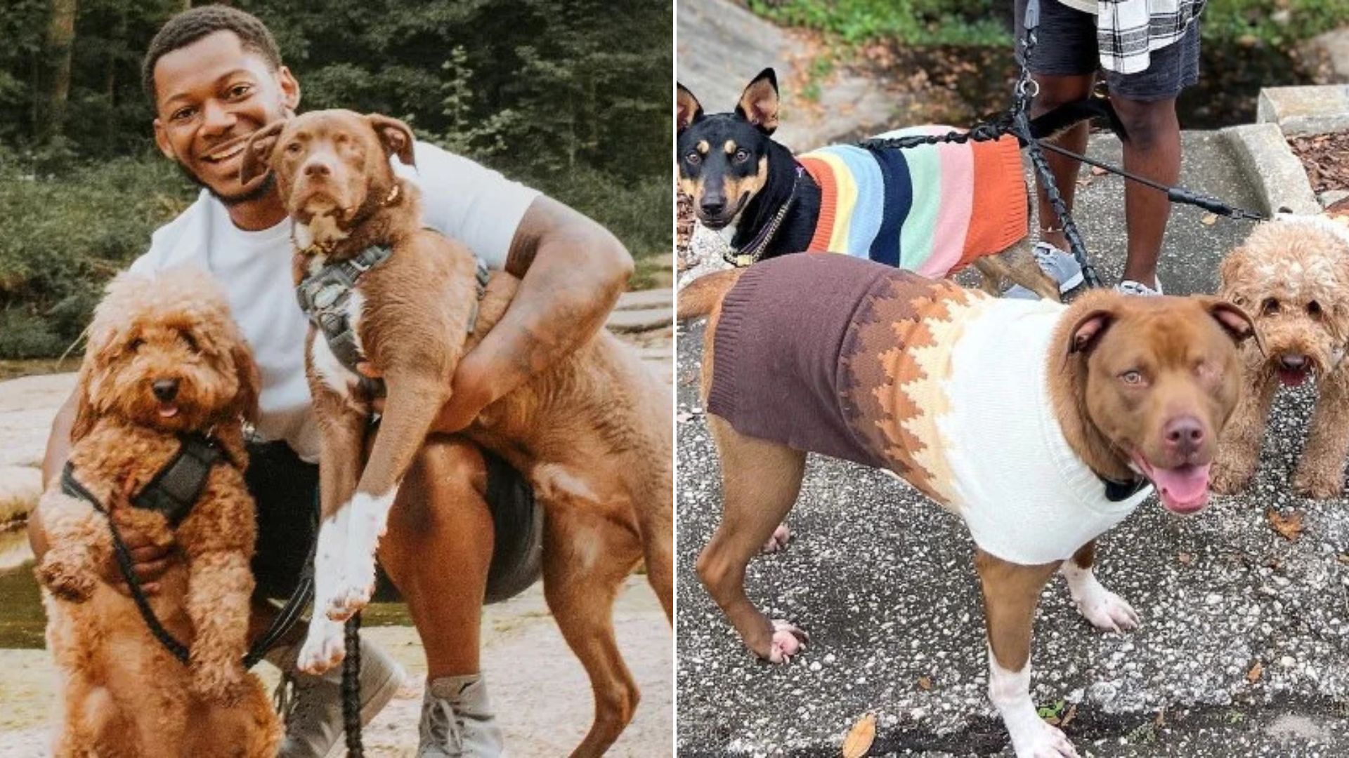 Ohio Dog Dad’s Road Trip Leads To An Unexpected Third Pup Joining The Family