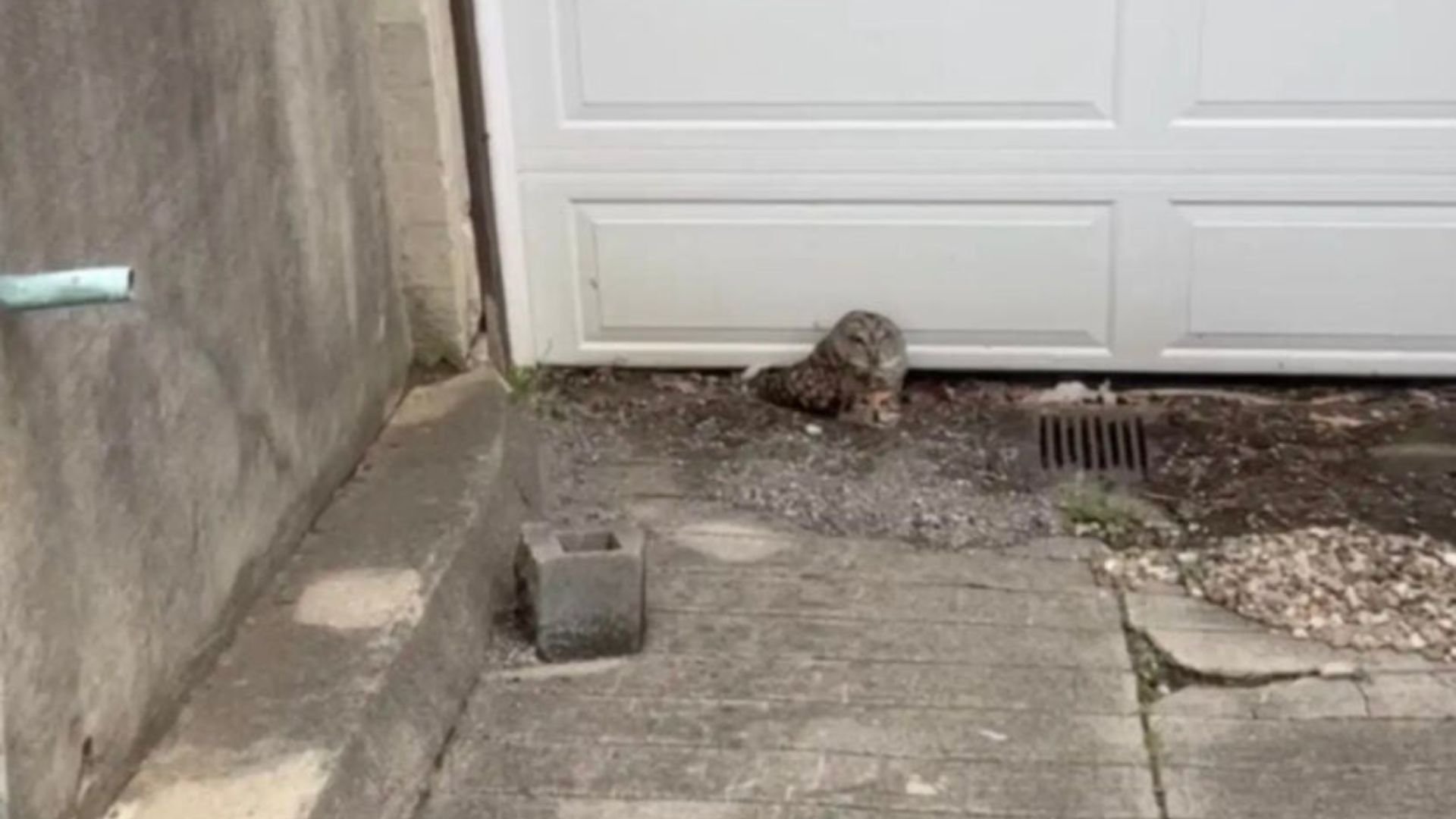 Ohio Plumber’s Workday Turns Into A Rescue Mission For A Silent Feathery Stranger