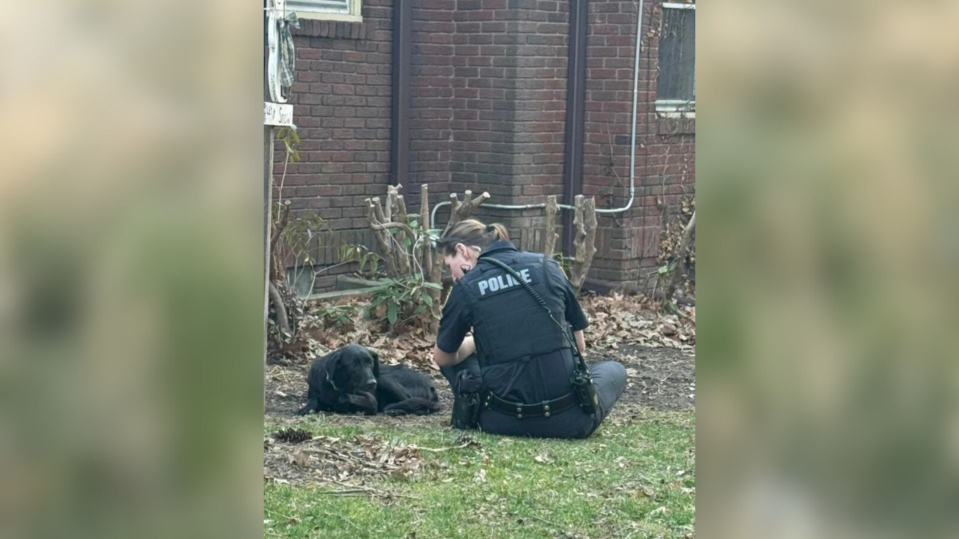Ohio Rescuers Watch A Wounded Dog Shut Down, Until One Kind Voice Reaches Her
