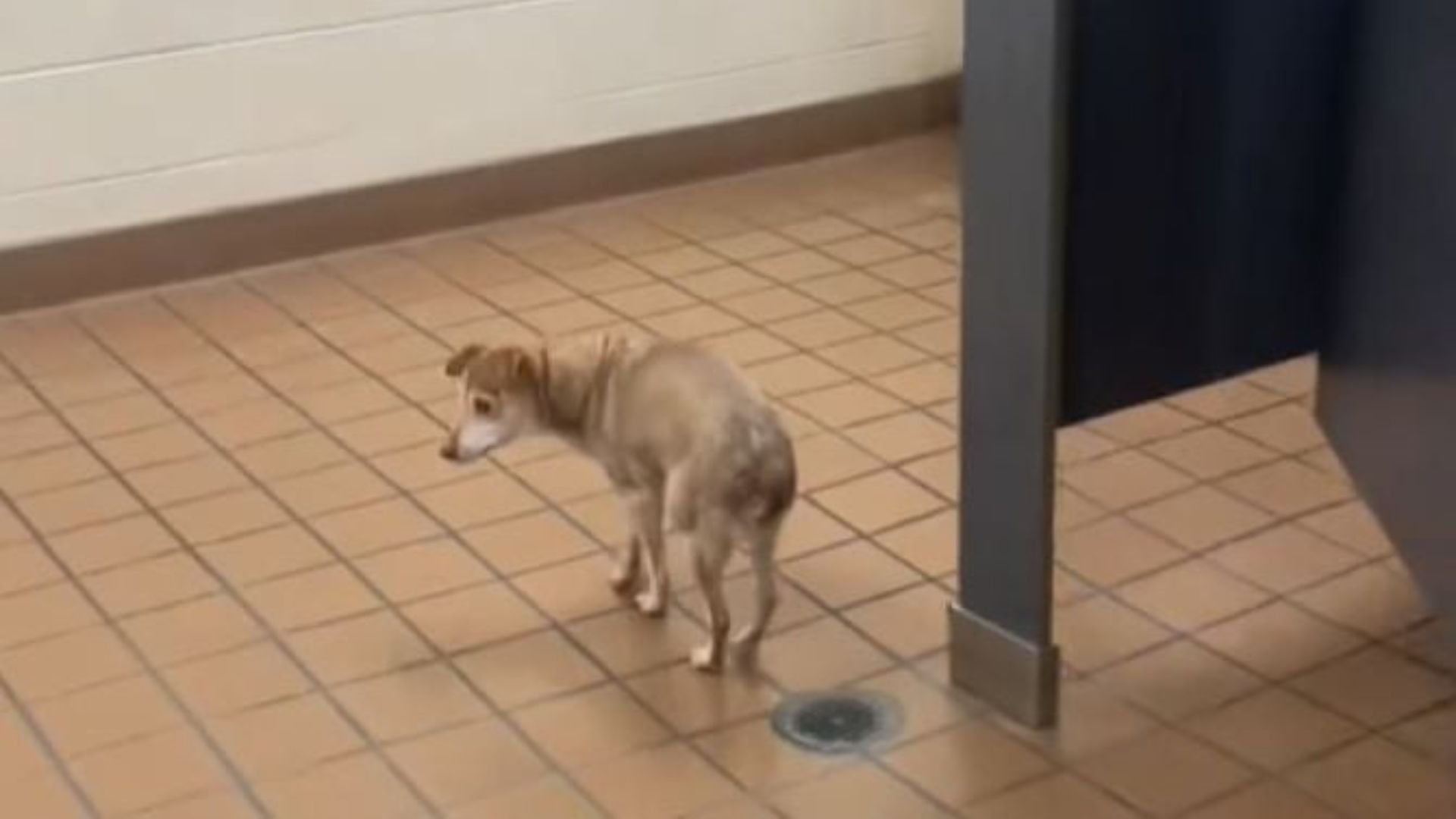 Ohio Teacher Brings Her Blind And Deaf Dog To School, But Things Don’t Go As Planned