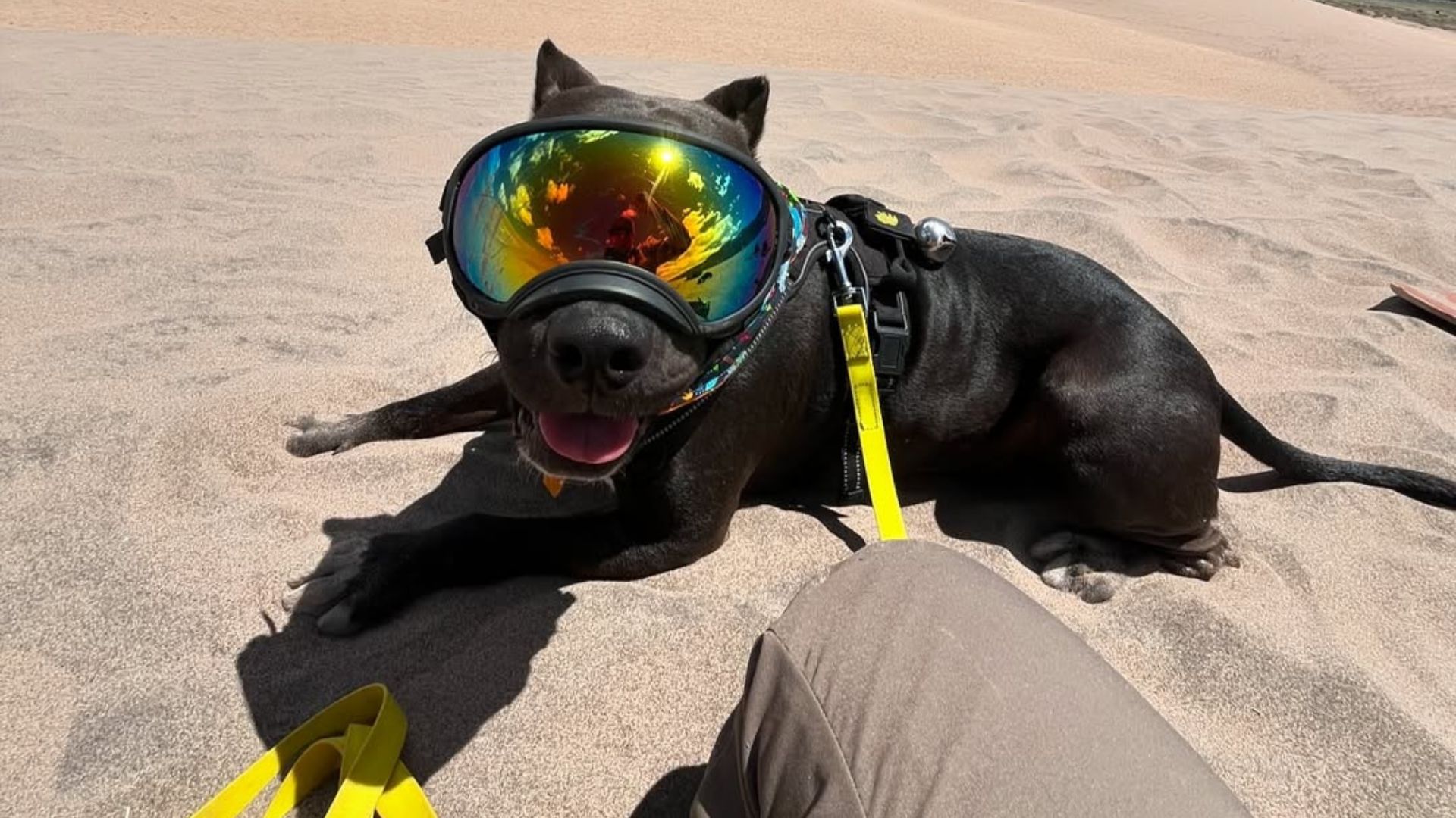 Oklahoma Dog On Euthanasia List Finds Hope And A New Life Thanks To A Life-Saving Test