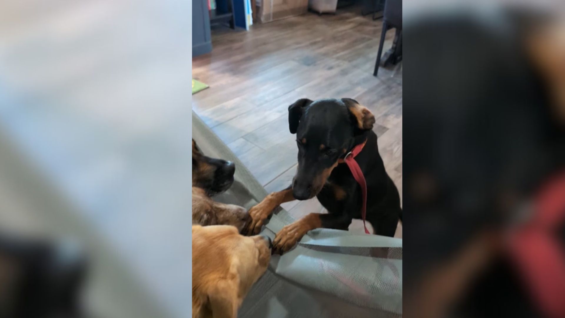 Oklahoma Dog Rescued From Car Accident Finds Hope, Then Faces Heartbreak Again