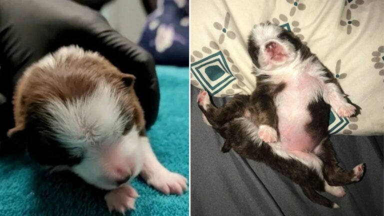 puppy with six legs