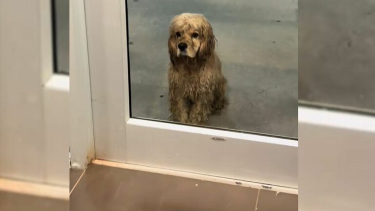 dog in front of gym