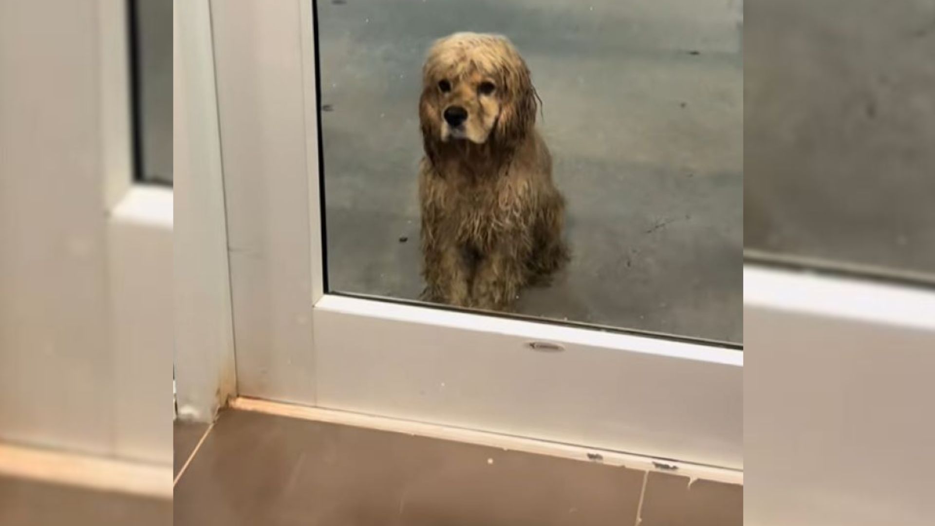 Oklahoma Woman Noticed A Dog Waiting At Front Door Of The Gym And Begging For Help, So She Did Something Amazing