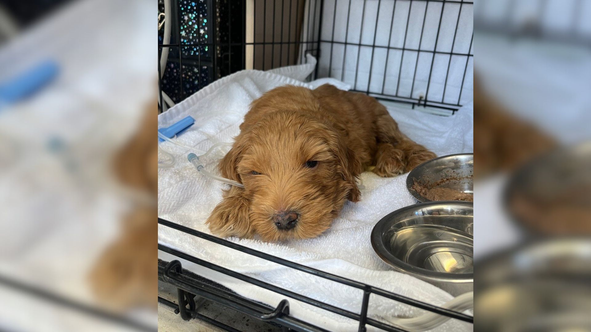One Simple Change Helped A Texas Puppy Who Couldn’t Lift His Head Start A New Life