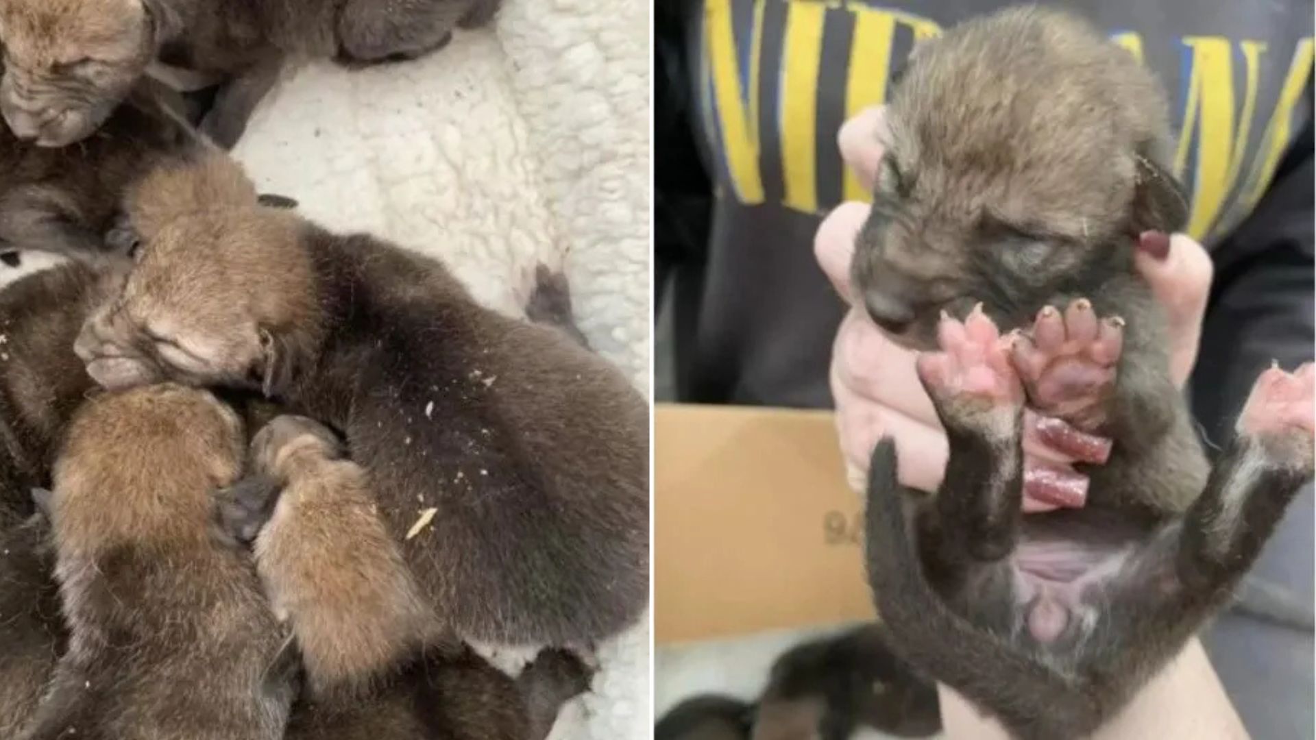 Oregon Family Discovers The “Puppies” They Rescued Aren’t Puppies At All