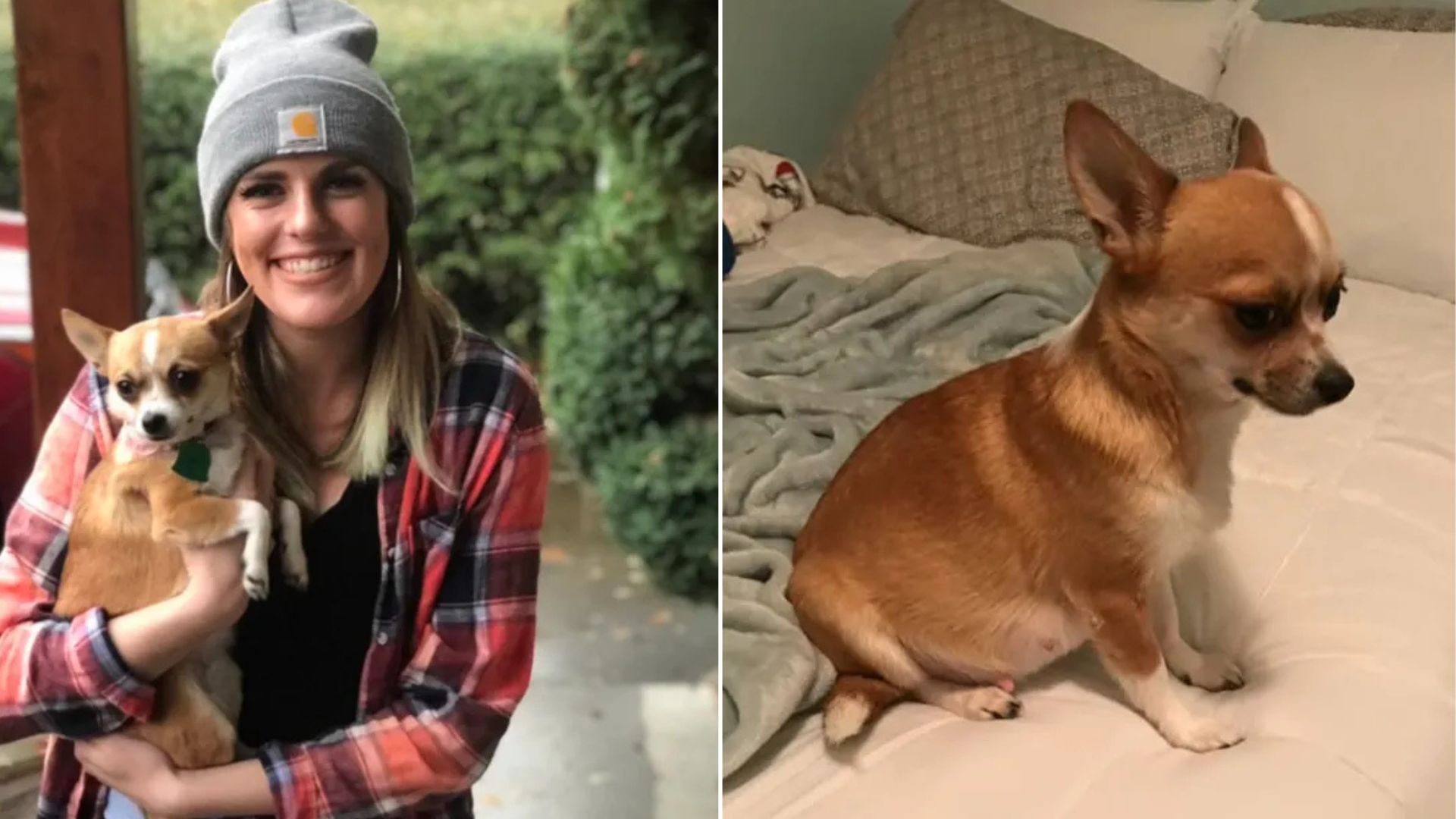 Oregon Woman Adopts A Dog From Craigslist And Gets A Surprise She Never Expected