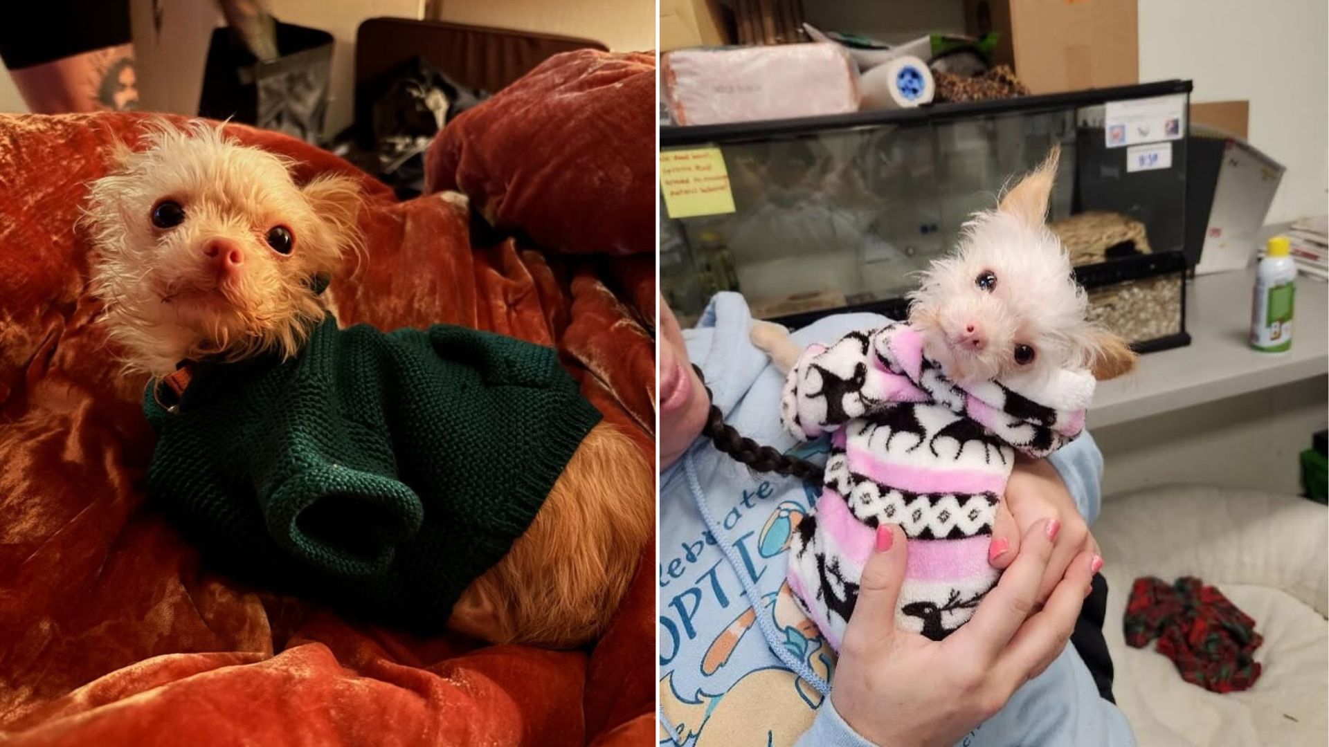 tiny shelter dog