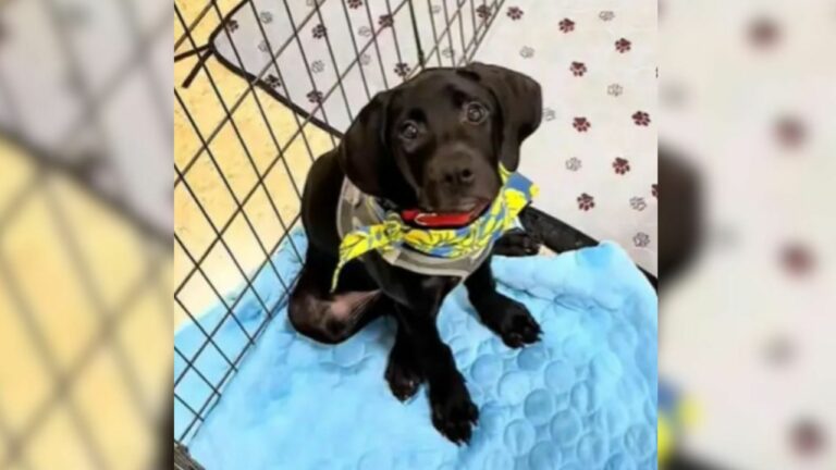 black puppy