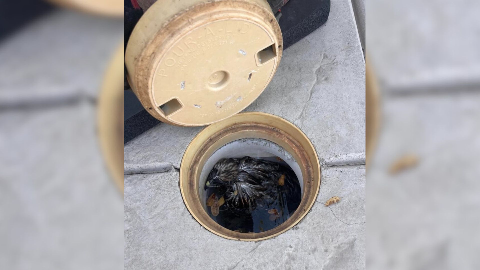 Partygoers In California Find An Unexpected Guest Beneath The Pool’s Surface