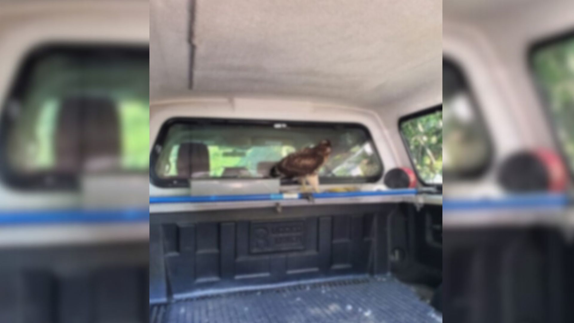 Pennsylvania Kayaker Stunned To Find Massive Animal Waiting Inside His Truck After A Trip
