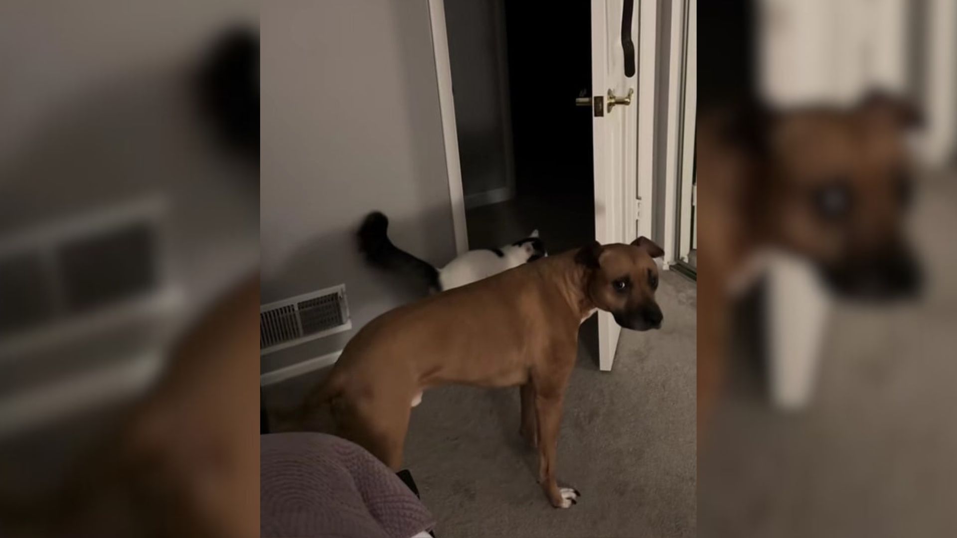 cat and dog sneaking