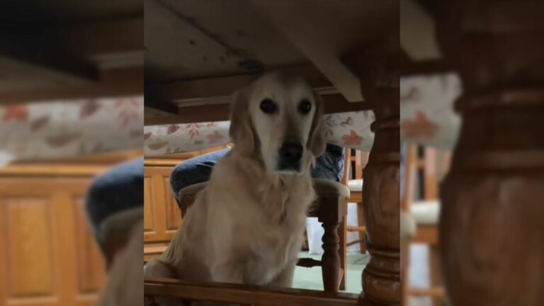 cute dog