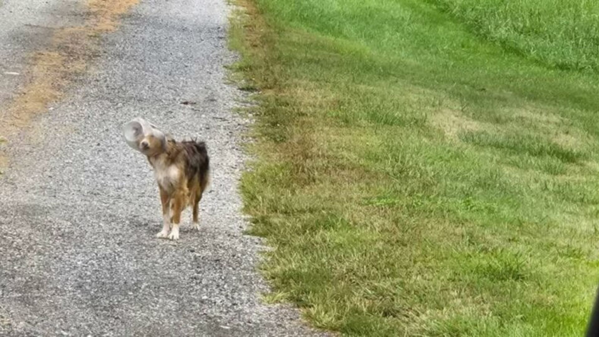 Pennsylvania Pup With Head Stuck In Cheese Ball Jar Vanishes Into Cornfield Before Dramatic Rescue